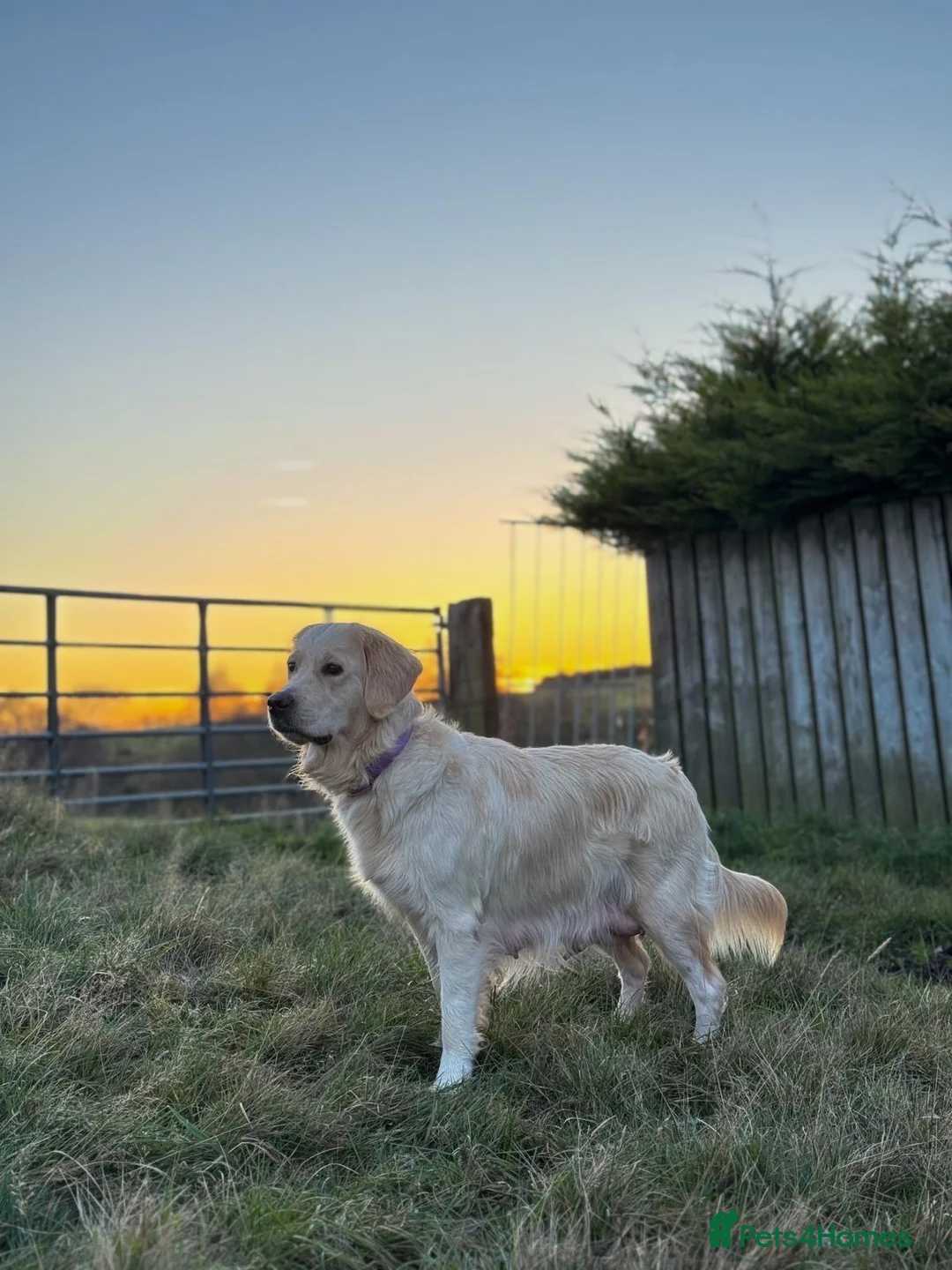 Golden Retriever dogs for sale: KC HEALTH TESTED PUPS *1 boy remaining* - Advert 17