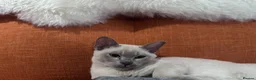 Burmese cats for sale: TICA reg pedigree Burmese  - Advert 3