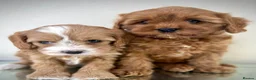 Cavapoo dogs for sale: Gorgeous Cavapoo puppies  - Advert 2