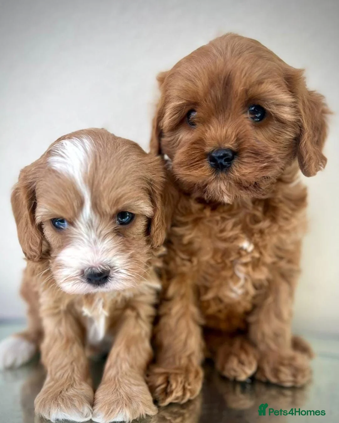 Cavapoo dogs for sale: Gorgeous Cavapoo puppies  - Advert 2