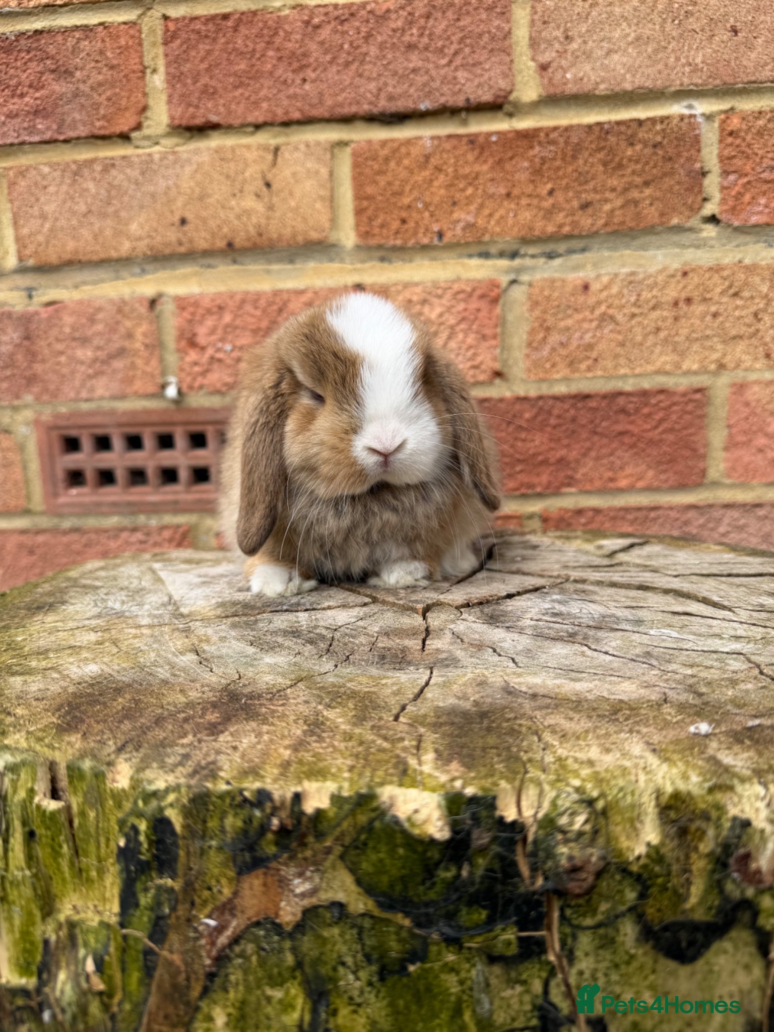 Mini Lop rabbits Mini lops (young adult and non related baby)  - Advert 1
