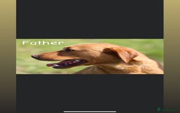 Labrador Retriever dogs for sale: Stunning Labrador puppies - Image 9