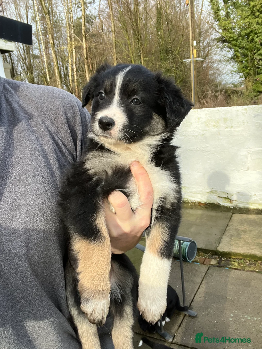 Border Collie dogs for sale: Border collie puppies - Advert 1