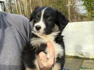 Border Collie dogs Border collie puppies - Advert 1