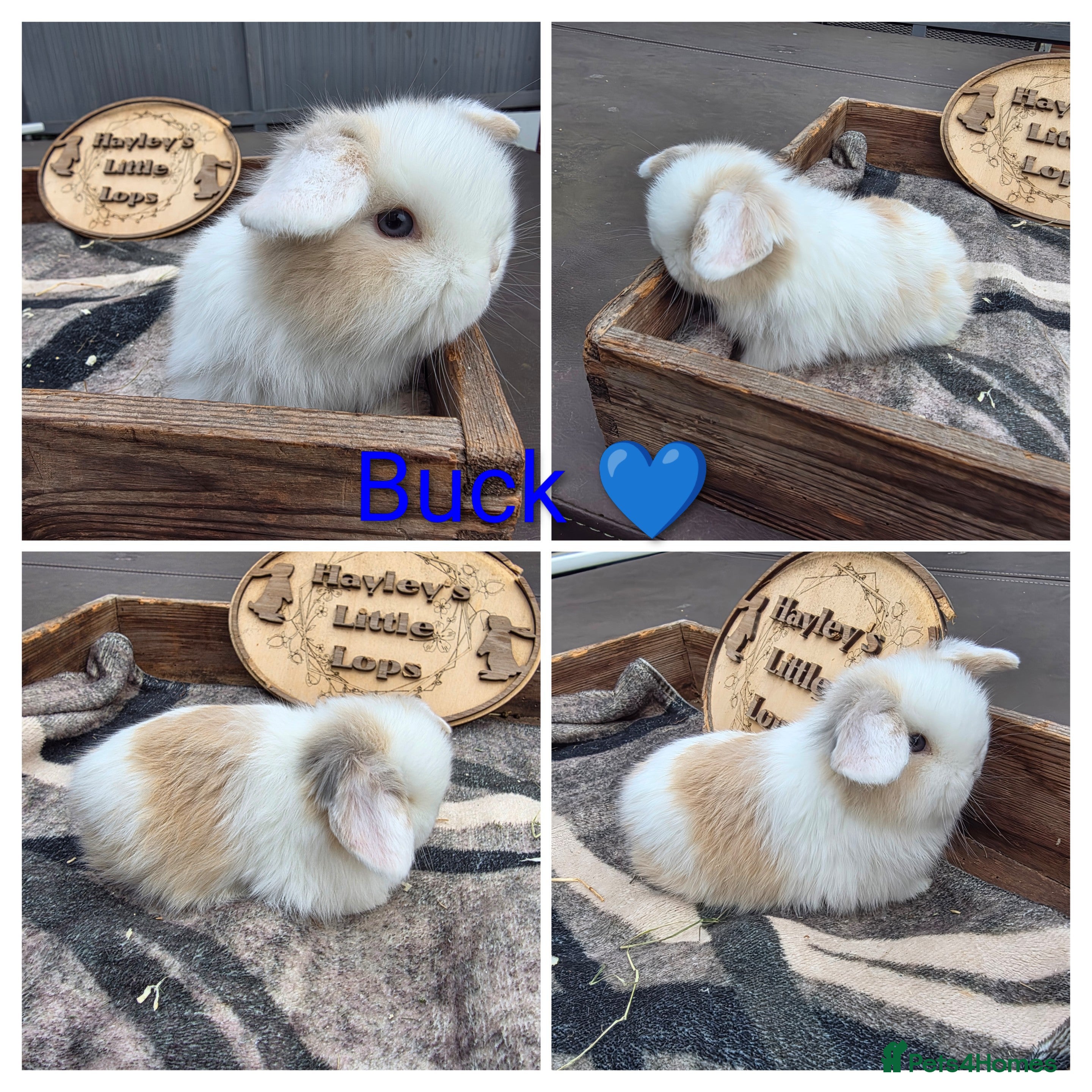 Mini Lop rabbits Gorgeous pure breed mini lops  - Advert 12