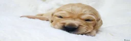 Golden Retriever dogs for sale: KC Golden Retriever from Health Tested Parents - Advert 8