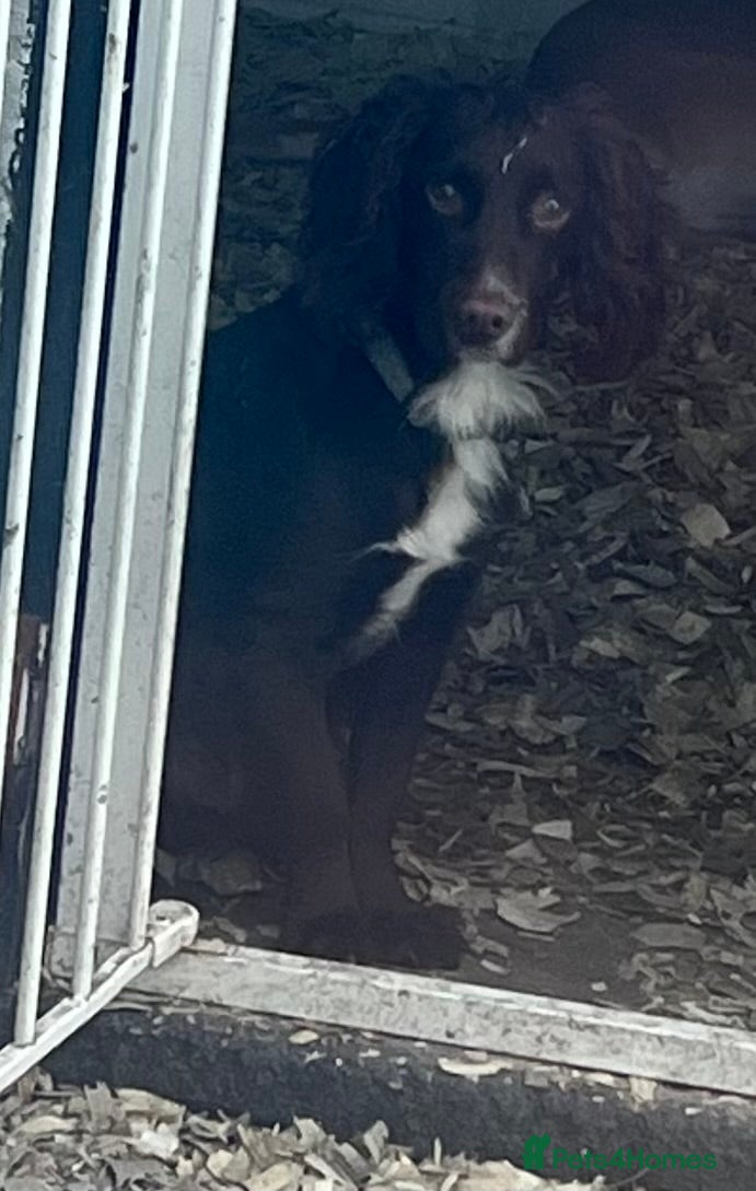 Cocker Spaniel dogs 🌟B CHOCOLATE COCKER SPANIEL STUD AVAILABLE NOW🌟 - Advert 21