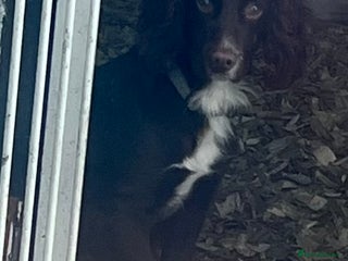 Cocker Spaniel dogs 🌟B CHOCOLATE COCKER SPANIEL STUD AVAILABLE NOW🌟 - Advert 18