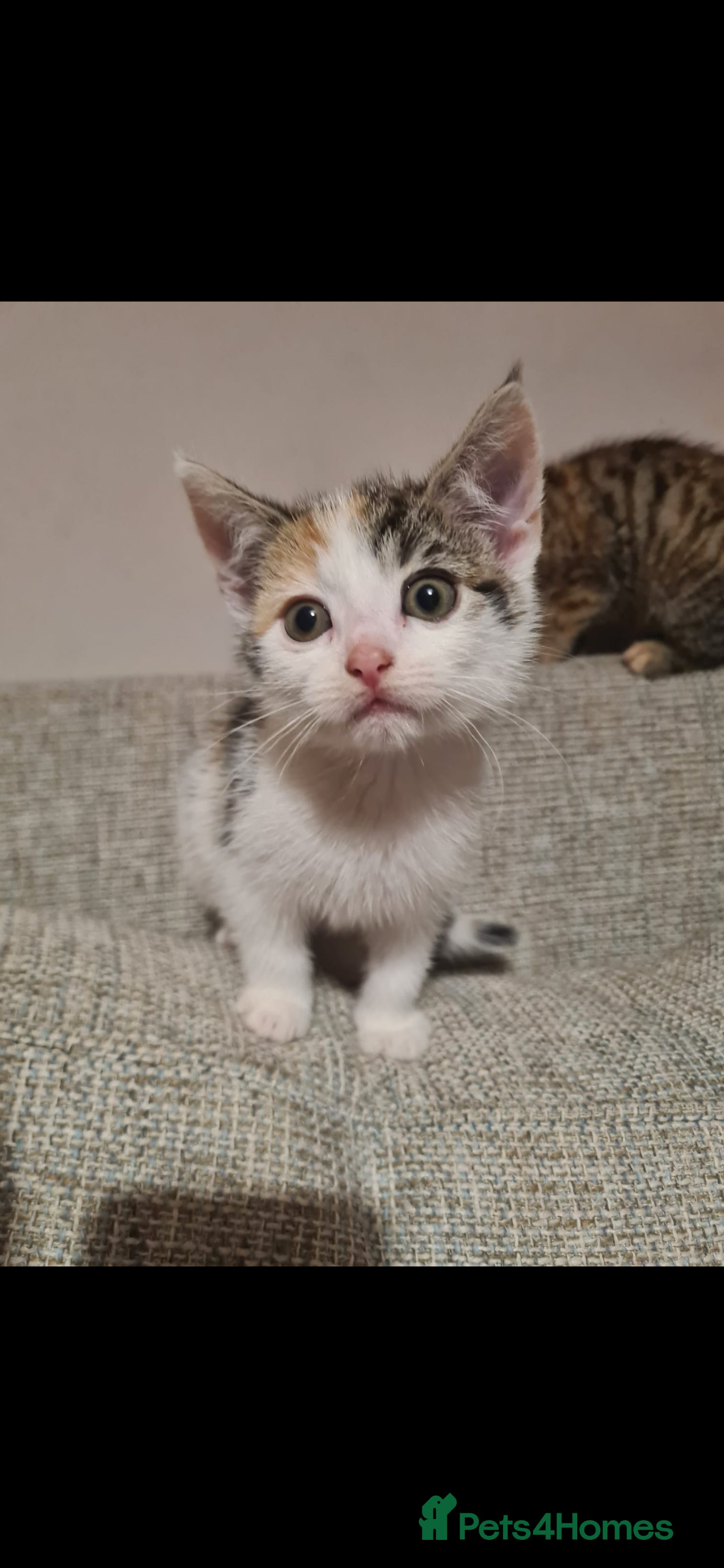 Mixed Breed cats 12 week old Calico Kitten (only one left)  - Advert 13
