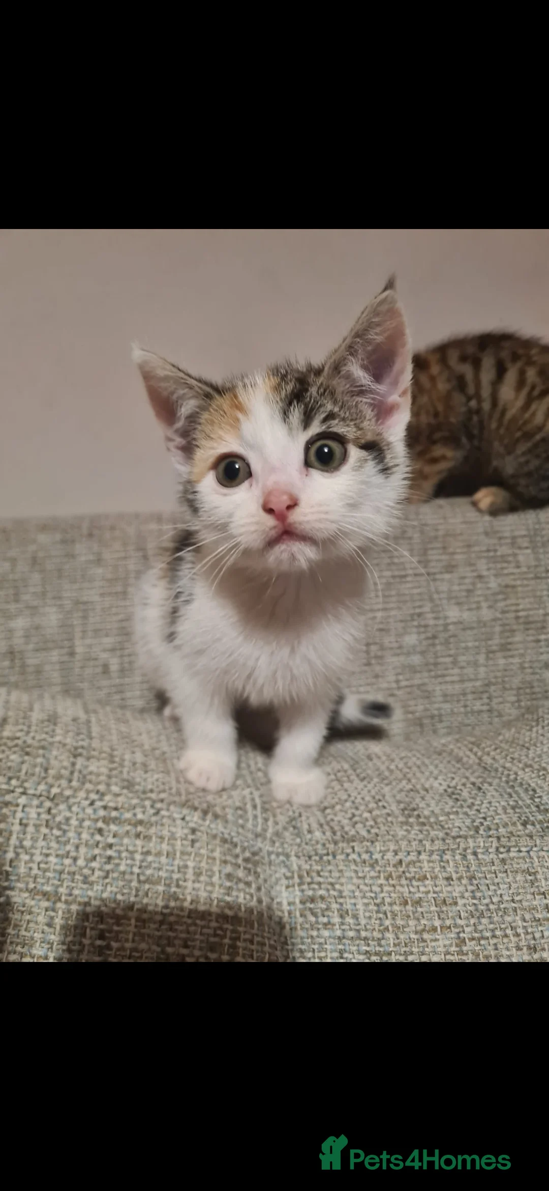 Mixed Breed cats for sale: 10 week old kittens (ready by 5th march) - Advert 12