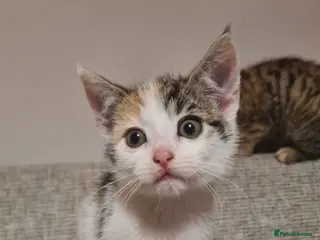 Mixed Breed cats 12 week old Calico Kitten (only one left) - Advert 13