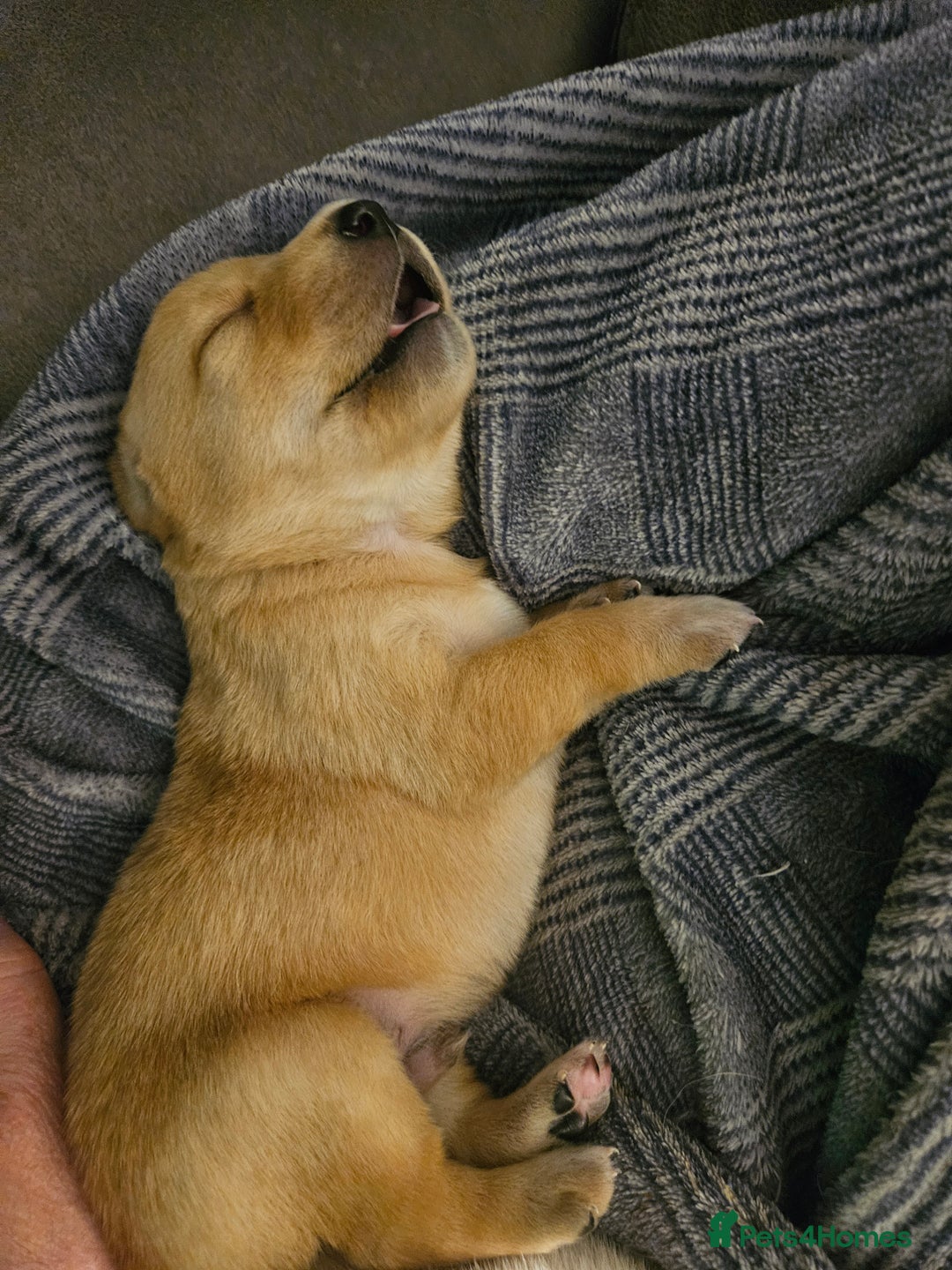 Labrador Retriever dogs for sale: Beautiful boy Labrador retriever  - Advert 8