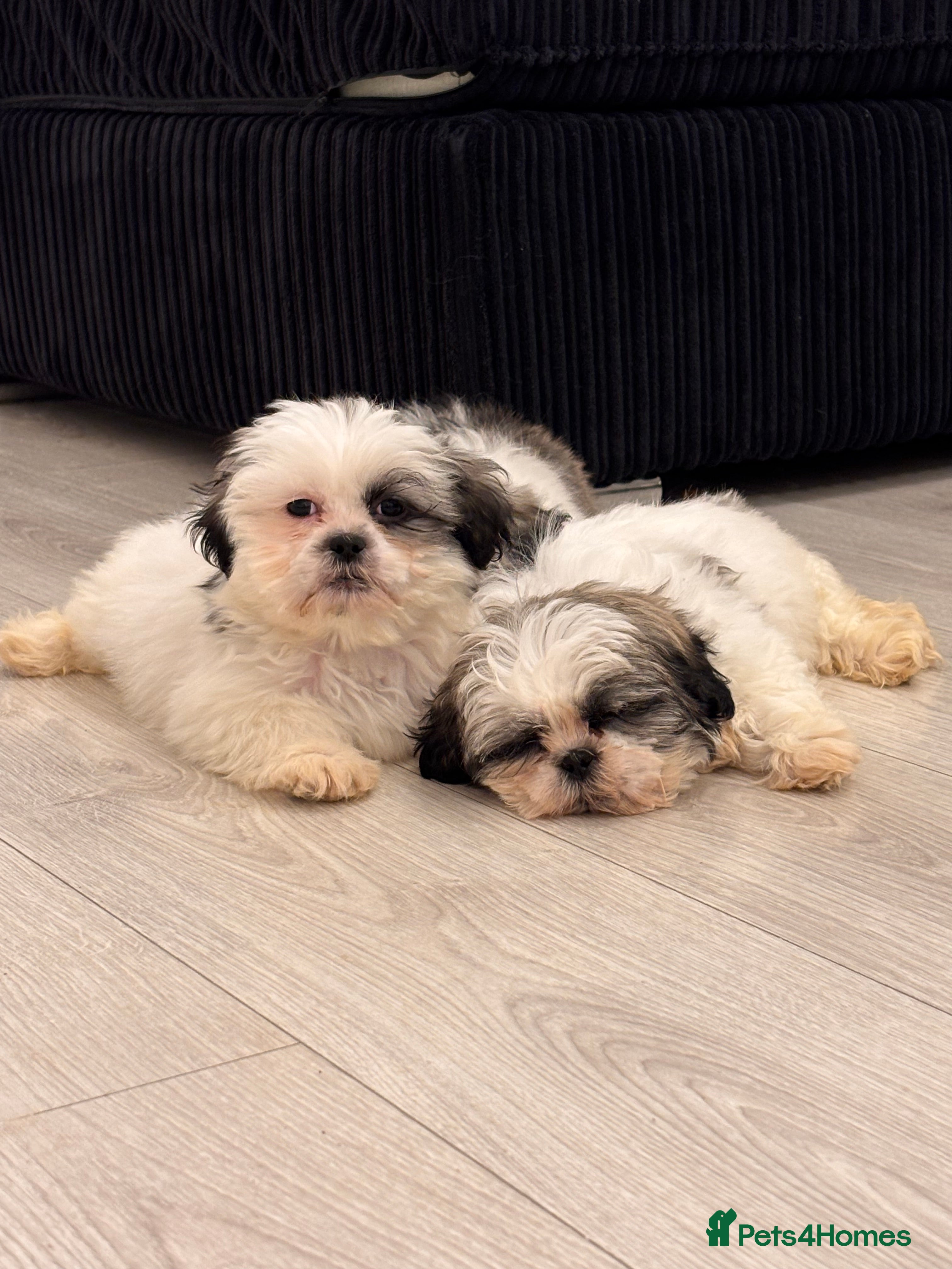 Shih Tzu dogs 4 beautiful shih tzu - Advert 2