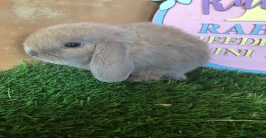 Mini Lop rabbits - Advert 7