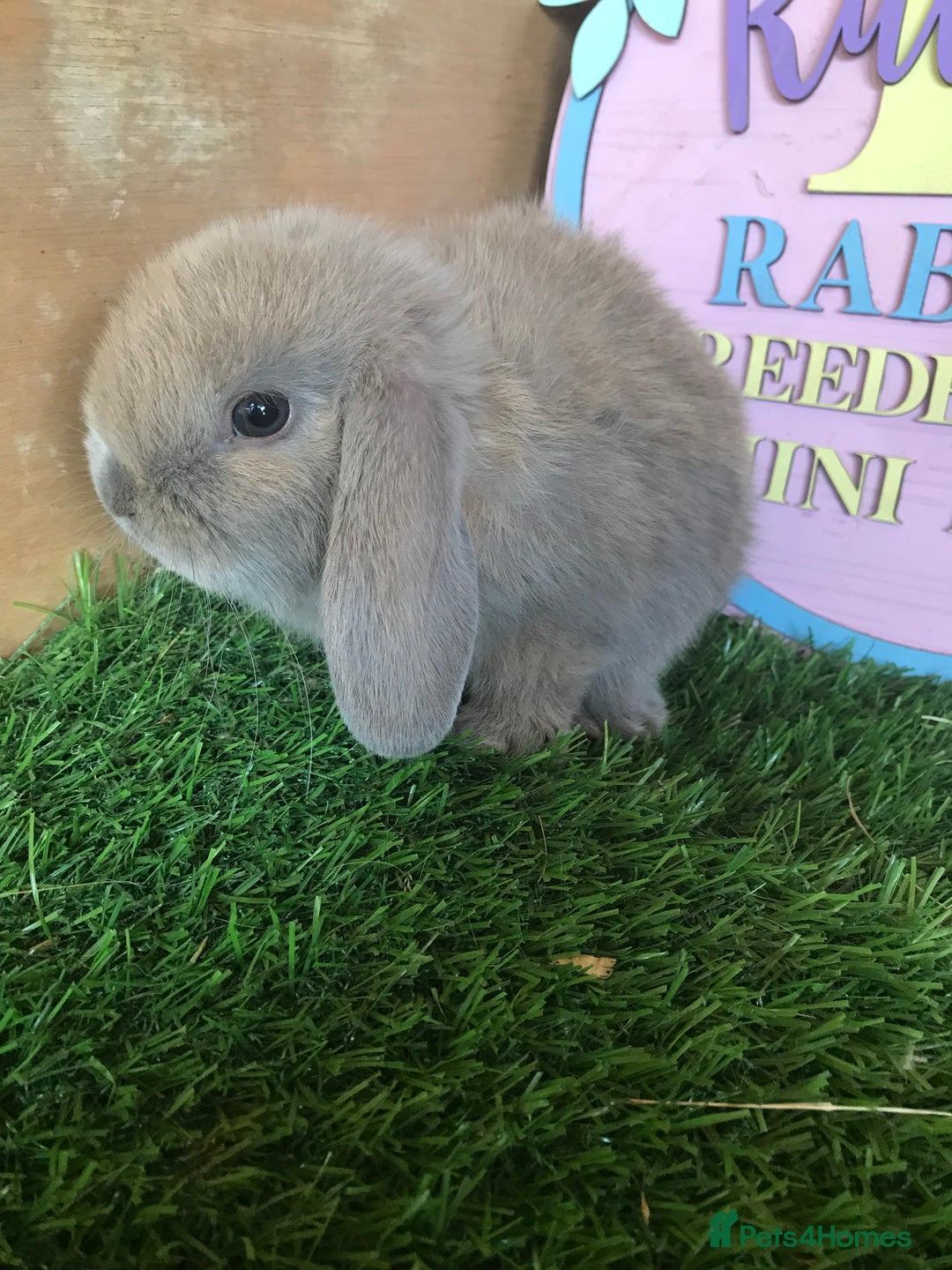 Mini Lop rabbits for sale: Mini lop baby rabbits - Image 2