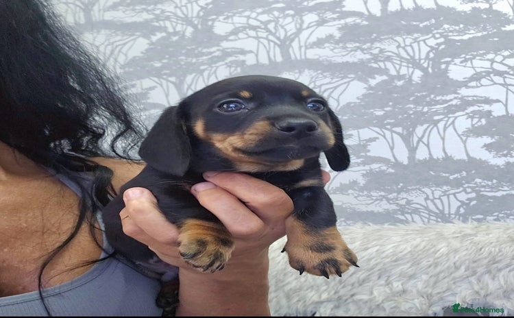 Miniature Dachshund dogs - Advert 6