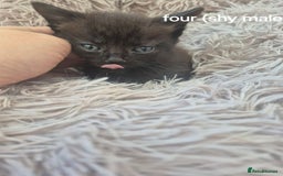 Domestic Shorthair cats for sale: Black and Tabby kittens - Image 7