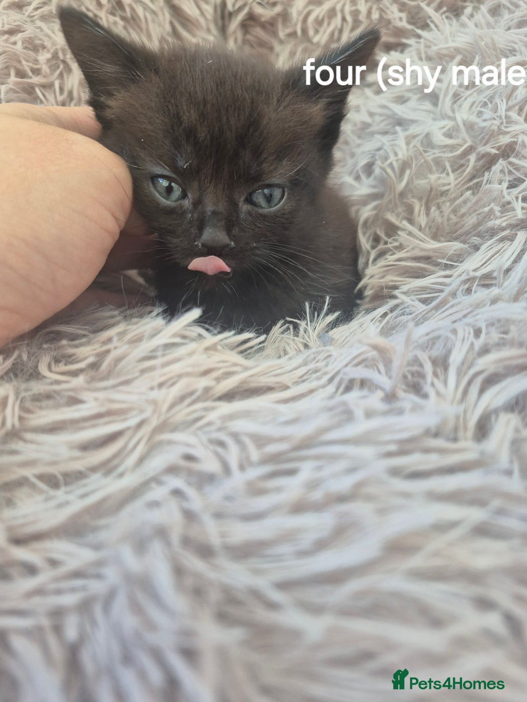 Domestic Shorthair cats for sale: Black and Tabby kittens - Image 7