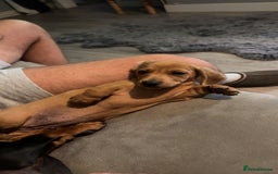 Miniature Dachshund dogs for sale: Dash hound - Image 5