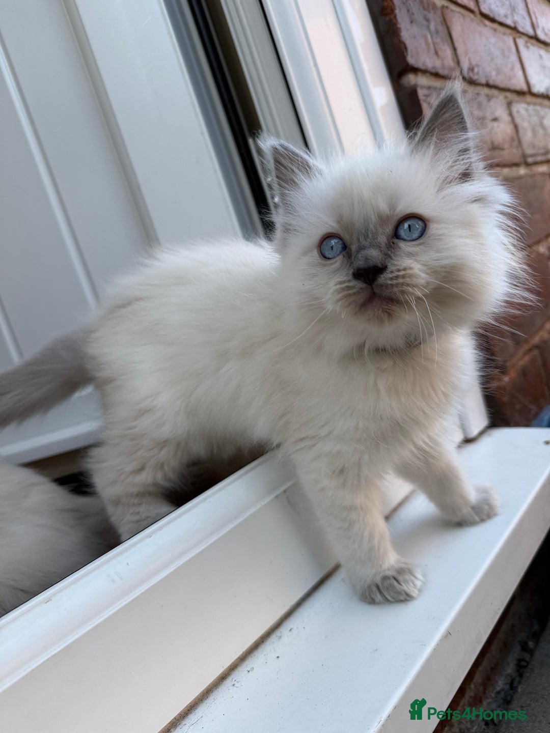 Ragdoll cats for sale: Beautiful Ragdol babies ready to leave  - Image 8