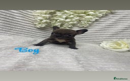 French Bulldog dogs for sale: Brindle & Fawn French Bulldog Puppies - Image 5