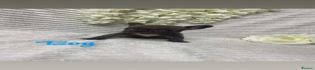 Rocky - Brindle French Bulldog boy 