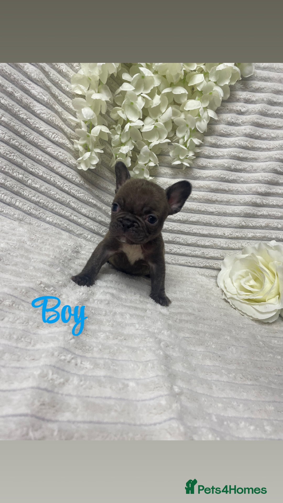 French Bulldog dogs for sale: Brindle & Fawn French Bulldog Puppies - Image 5
