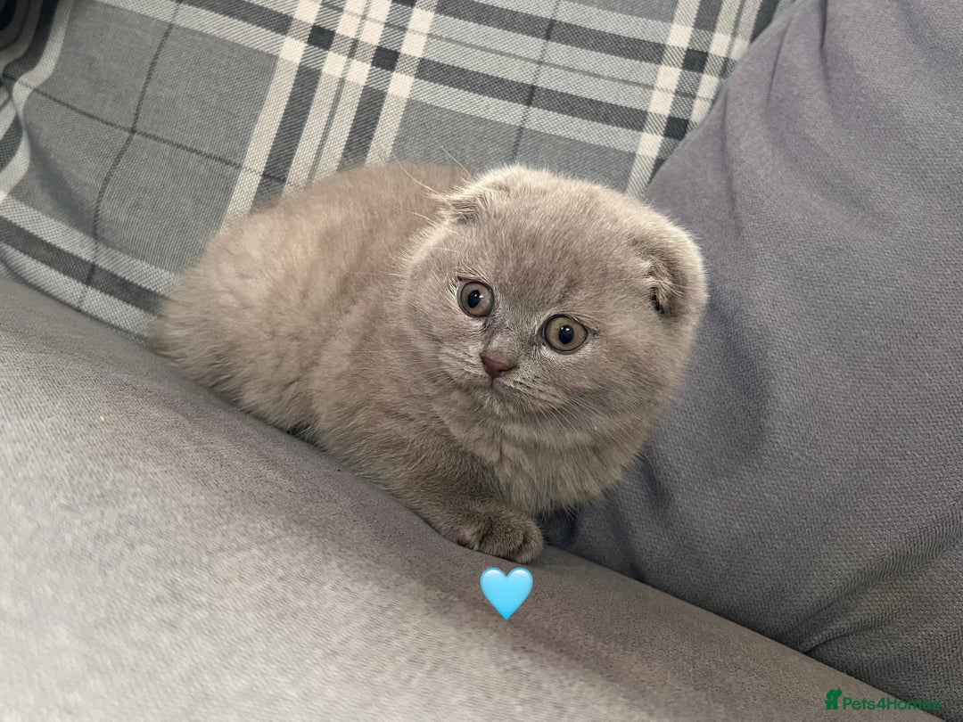 Scottish Fold cats for sale: 🐾2 boys left Scottish Fold🐾 - Image 4