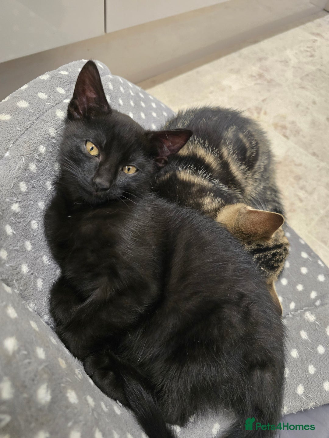 Domestic Shorthair cats for sale: 5 kittens for sale - Image 2