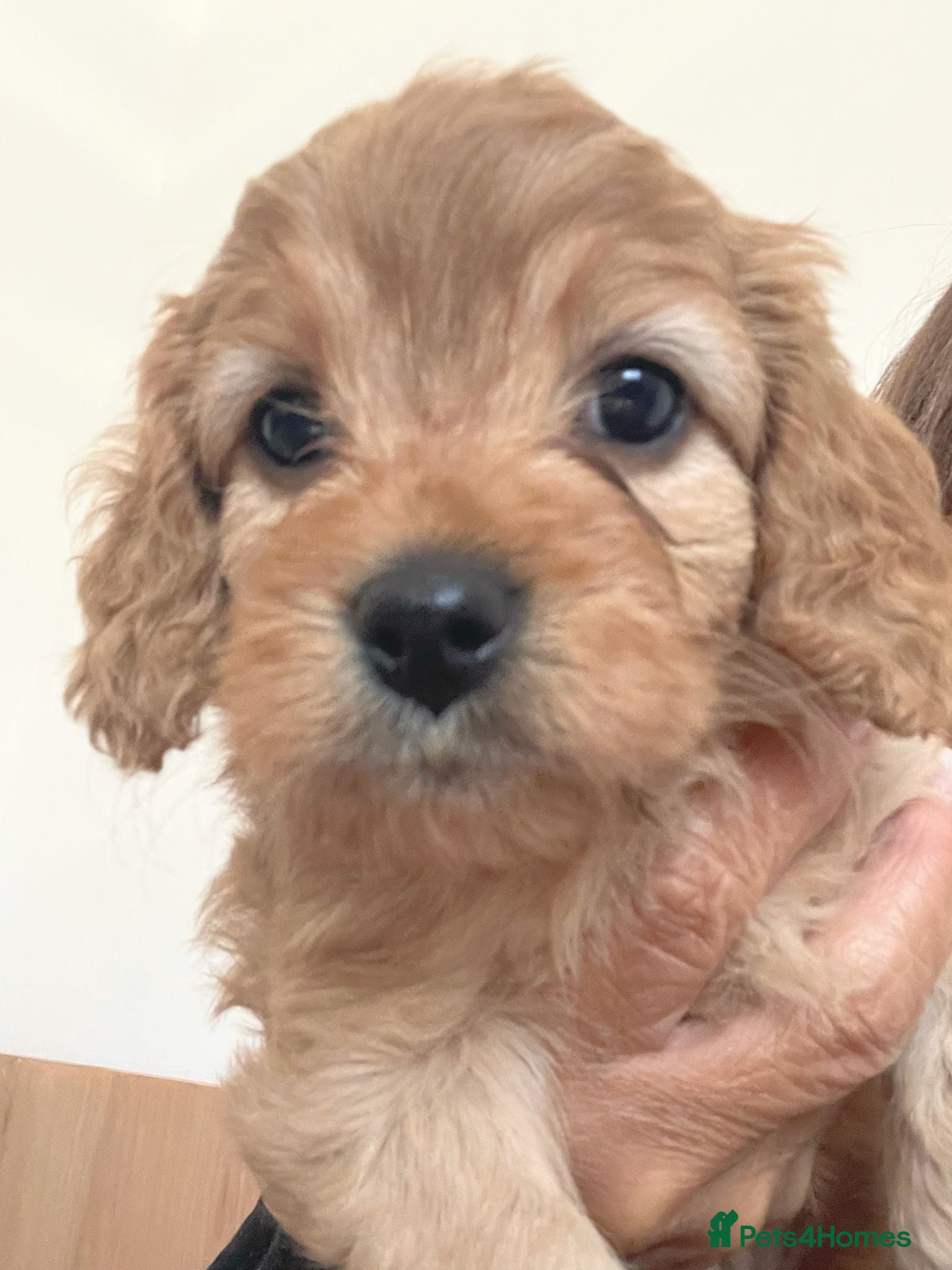 Cavapoo dogs Cavapoo pups - Advert 18