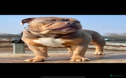 Olde English Bulldogge dogs for stud: 💥olde English bulldog stud💥 - Image 12