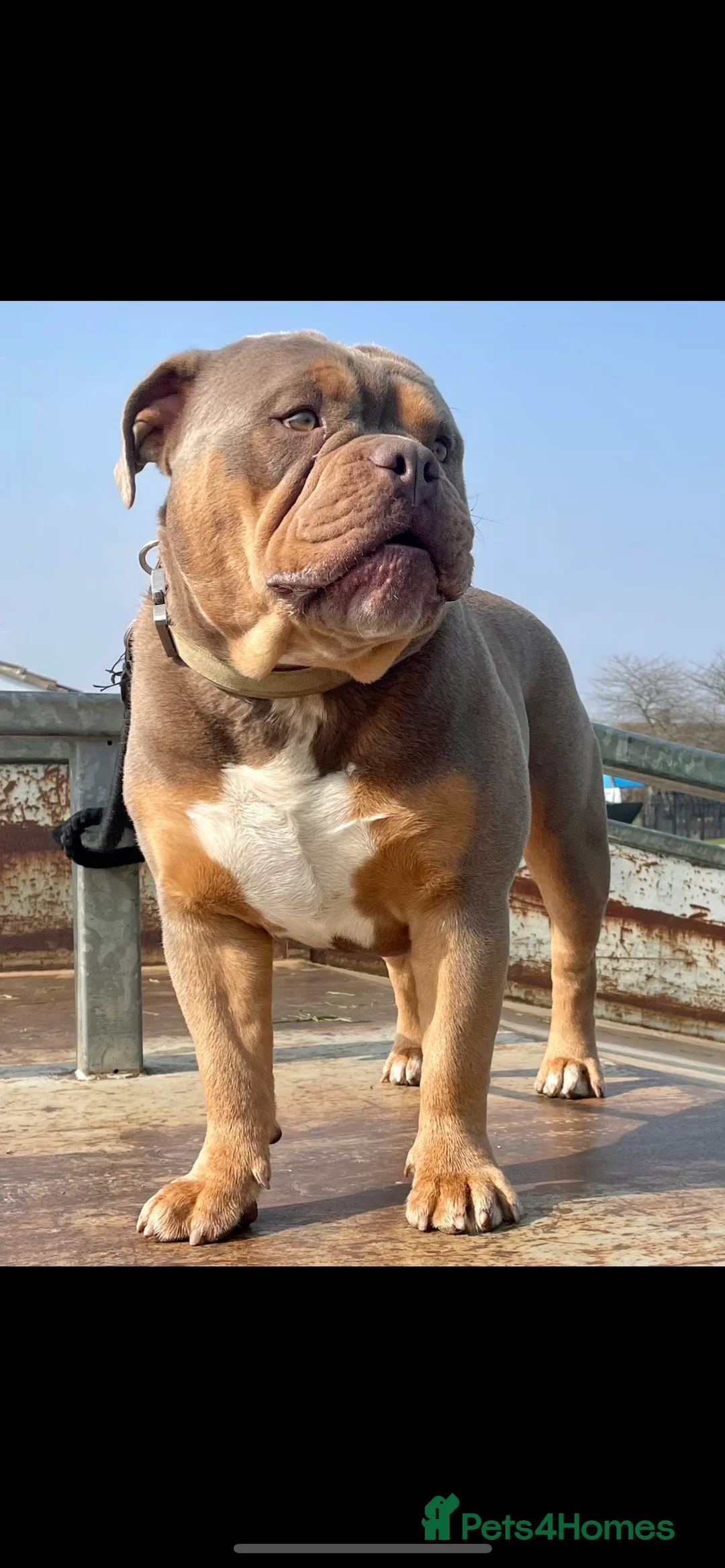 Olde English Bulldogge dogs for stud: 💥olde English bulldog stud💥 - Advert 12