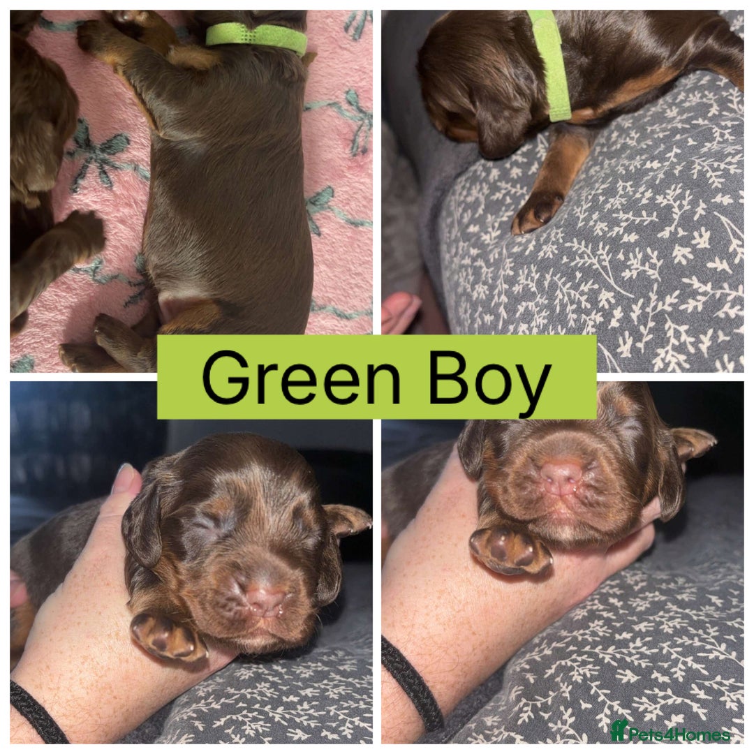 Cocker Spaniel dogs for sale: Beautiful litter - working cocker spaniels ❤️ - Image 12