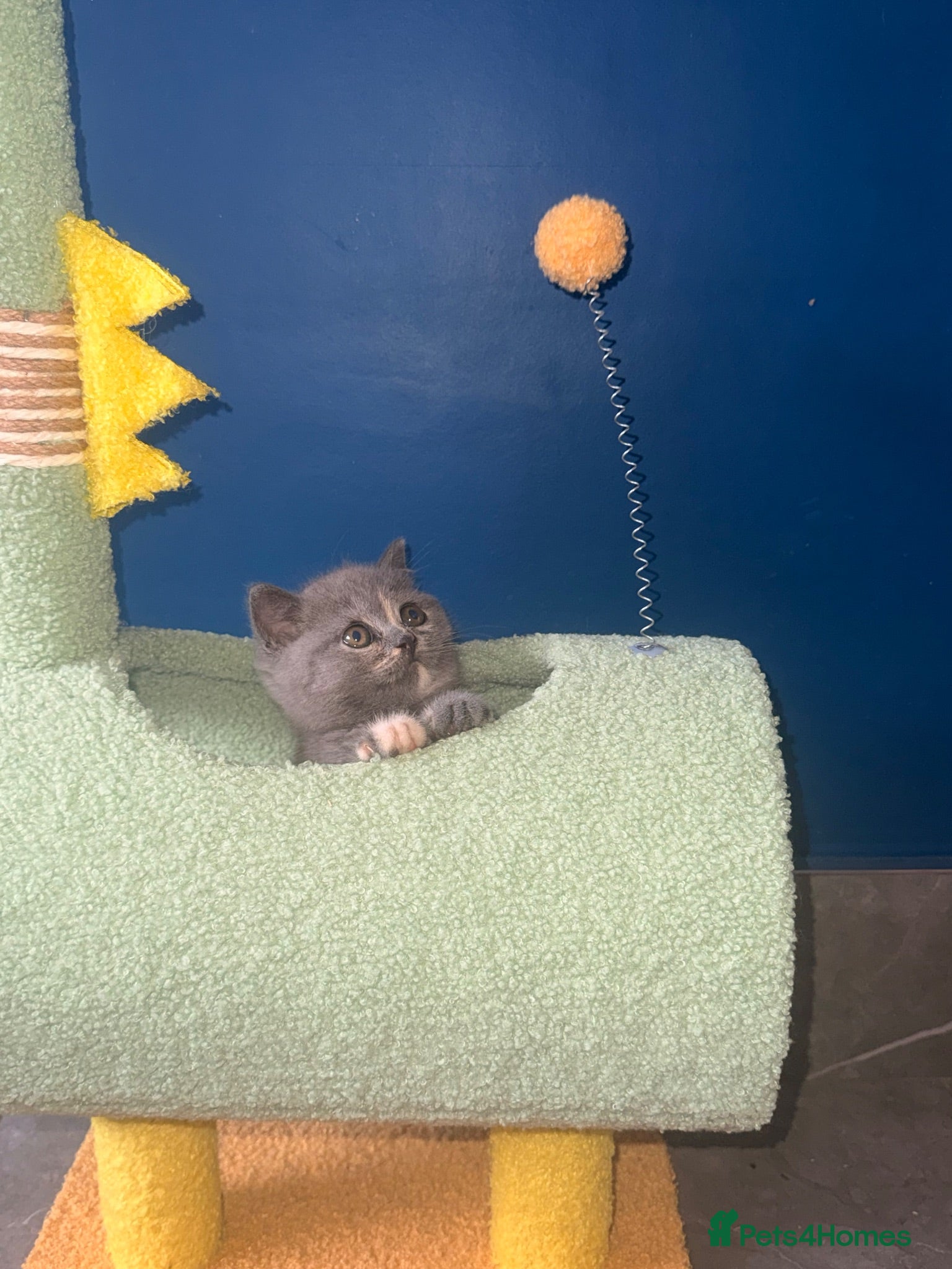British Shorthair cats GCCF REGISTERED BRITISH SHORTHAIRS  - Advert 2