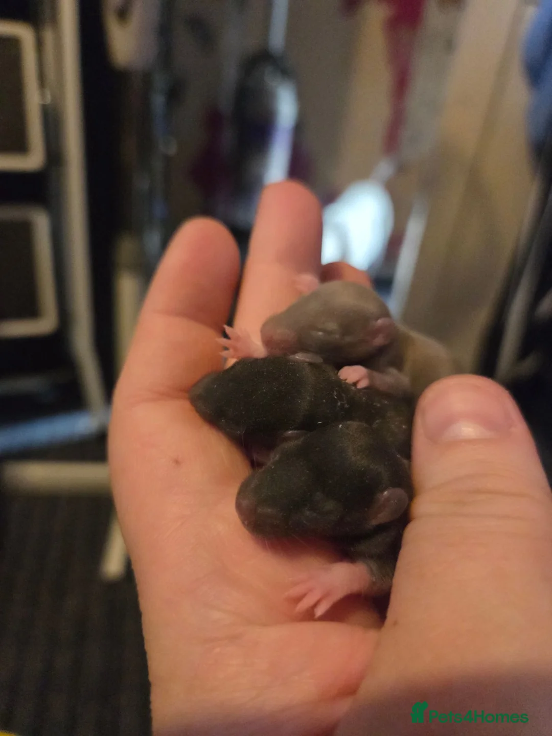 Rat rodents for sale: Dumbos and fancy rats ready now.  - Advert 18