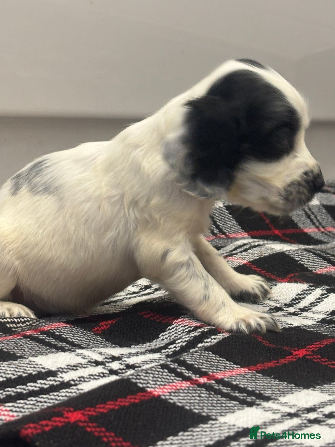 Cocker Spaniel dogs for sale: Adorable Show type cocker spaniel puppy’s  - Image 7