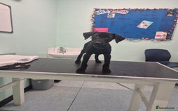 Mixed Breed dogs for sale: 13 week old labrador doberman puppy  - Image 4