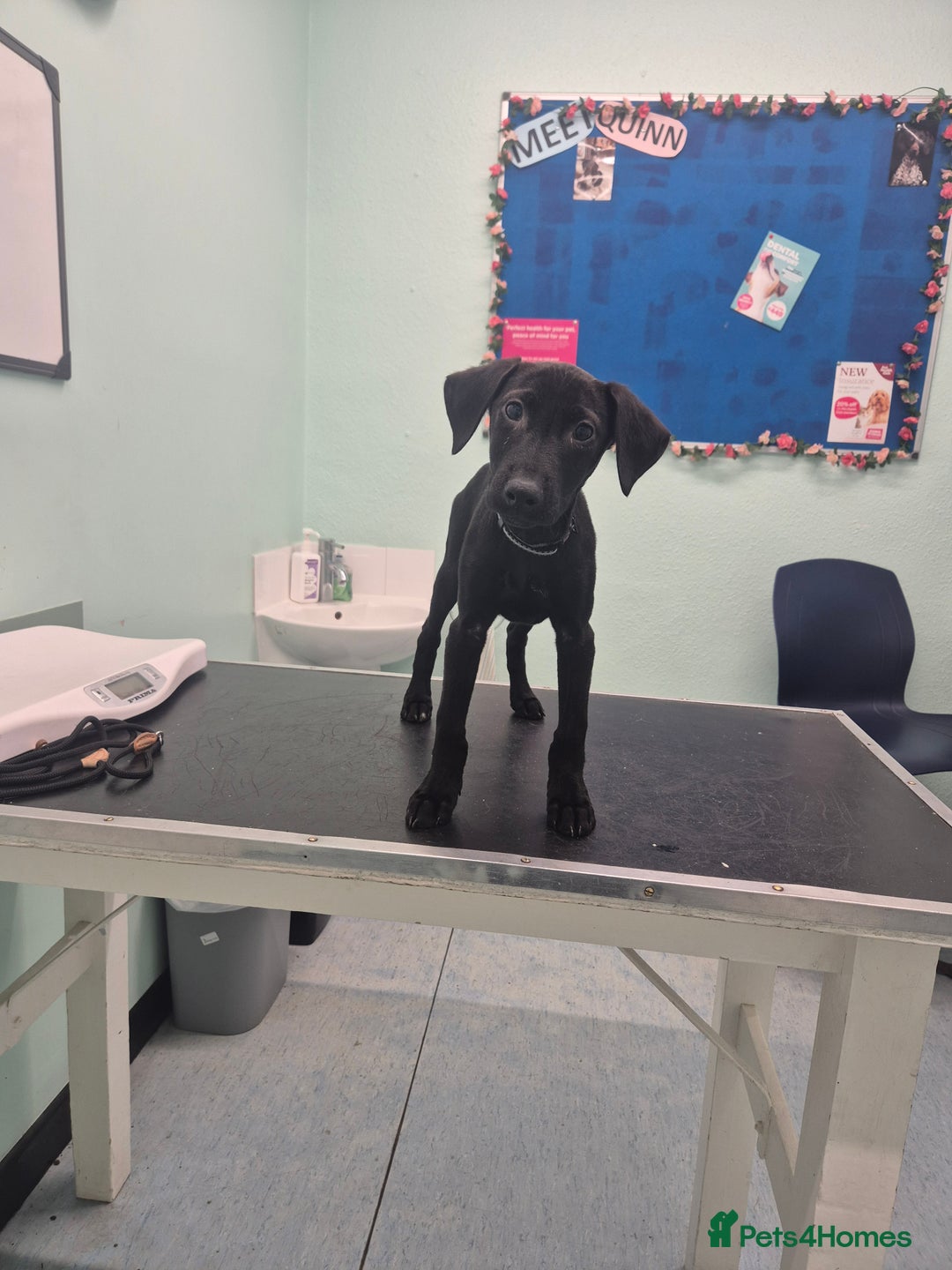 Mixed Breed dogs for sale: 13 week old labrador doberman puppy  - Image 4