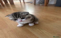 Scottish Fold cats for sale: Scottish fold and straights - Image 21