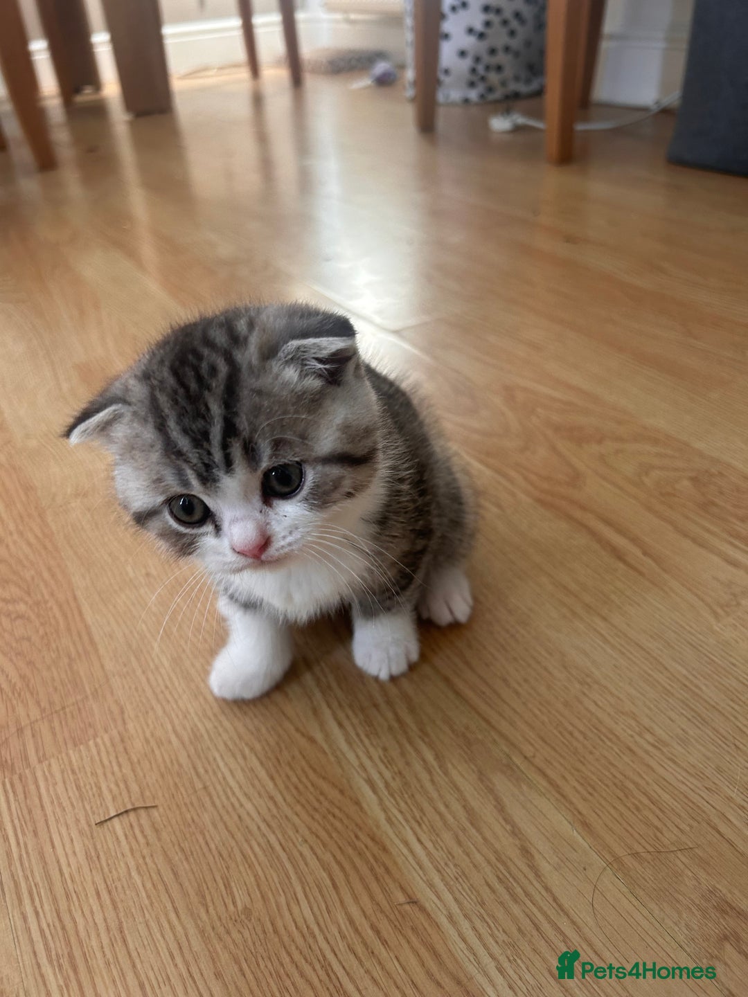 Scottish Fold cats for sale: Scottish fold and straights - Image 21
