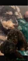Cockapoo dogs - Advert 7