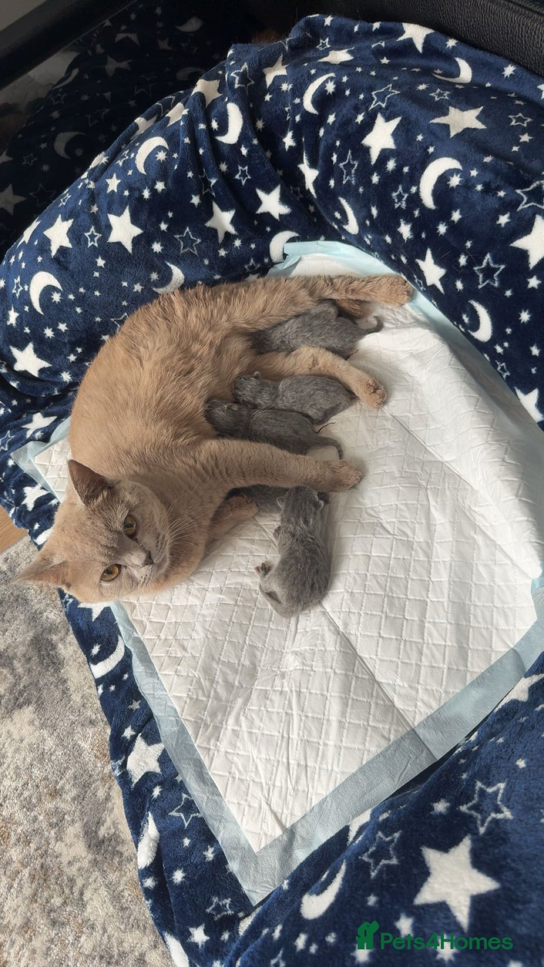 British Shorthair cats for sale: British short hair kittens  - Image 1