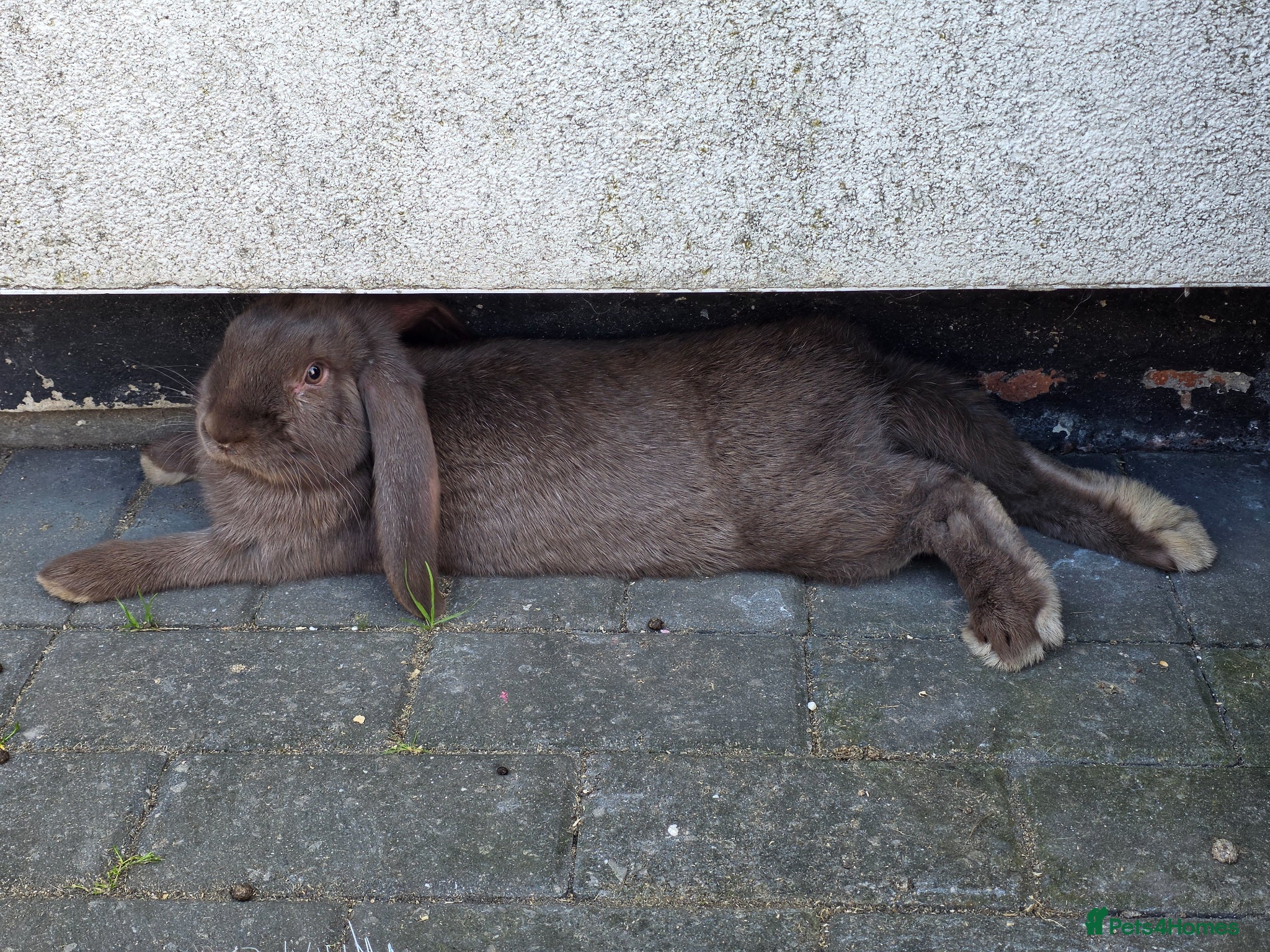 French Lop rabbits French Lops - Advert 14
