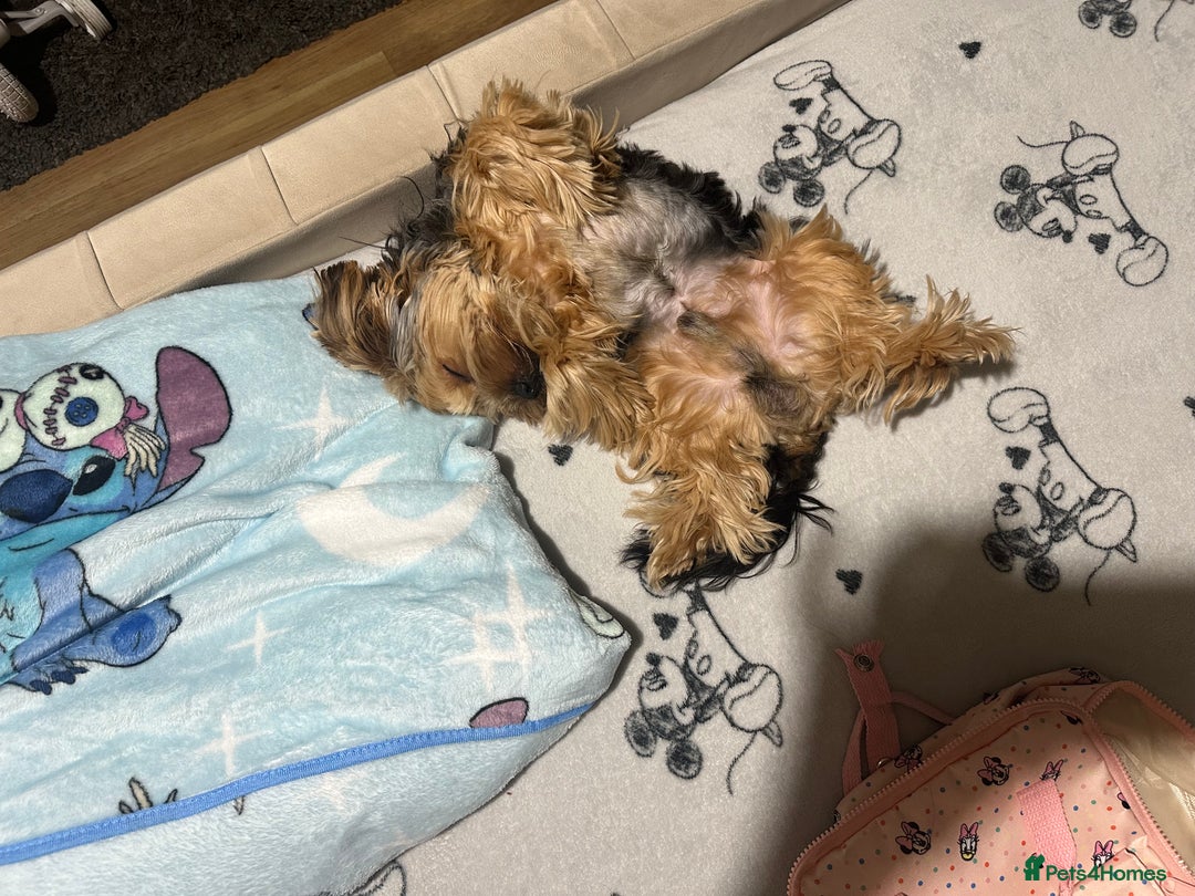 Yorkshire Terrier dogs for sale: Beautiful Yorkshire Terrier Puppy for Sale - Advert 5