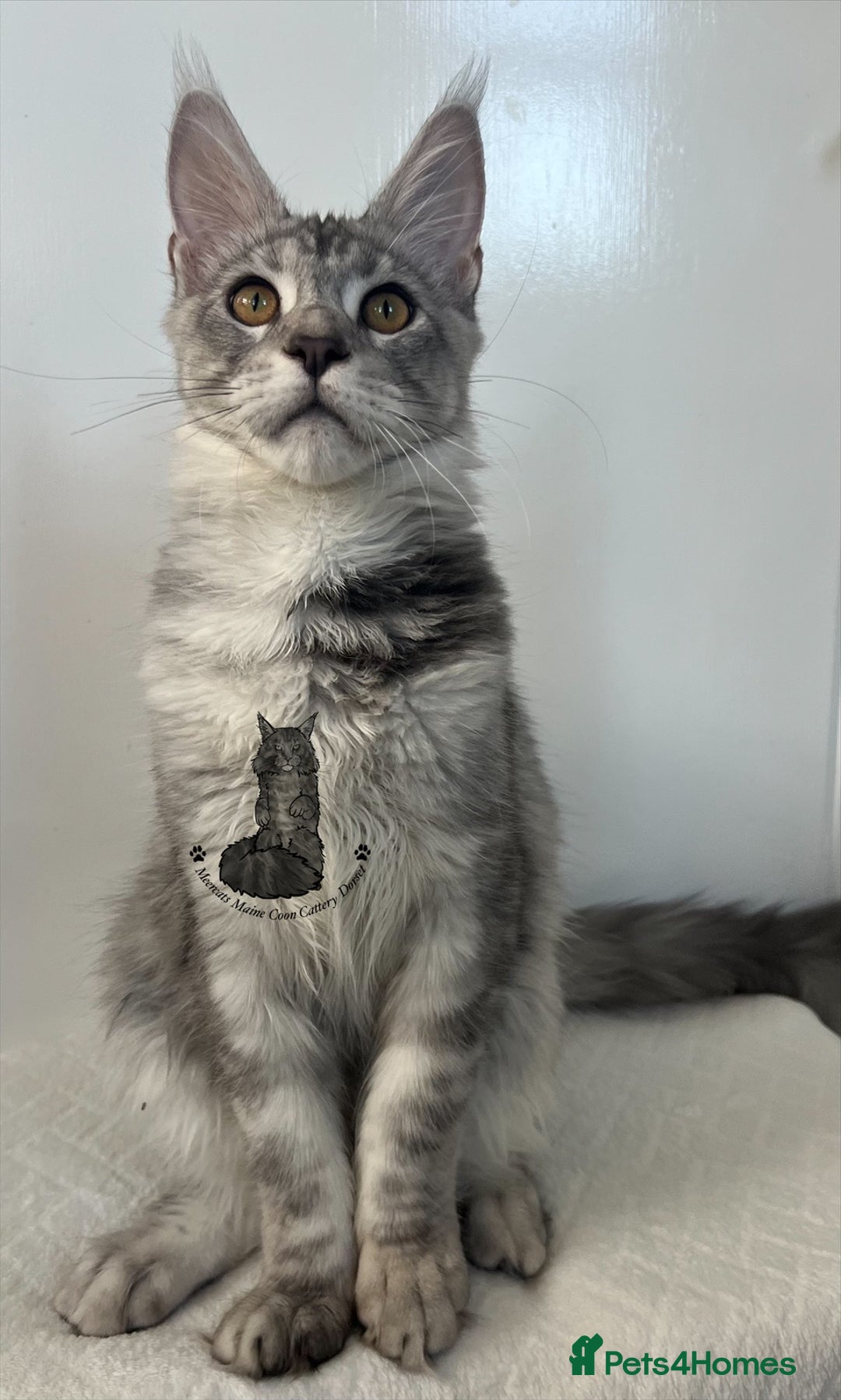 Maine Coon cats for sale: TICA Maine Coon male boy black smoke ready XXL cat - Advert 4