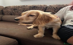 Cocker Spaniel dogs for sale: Female - Image 2