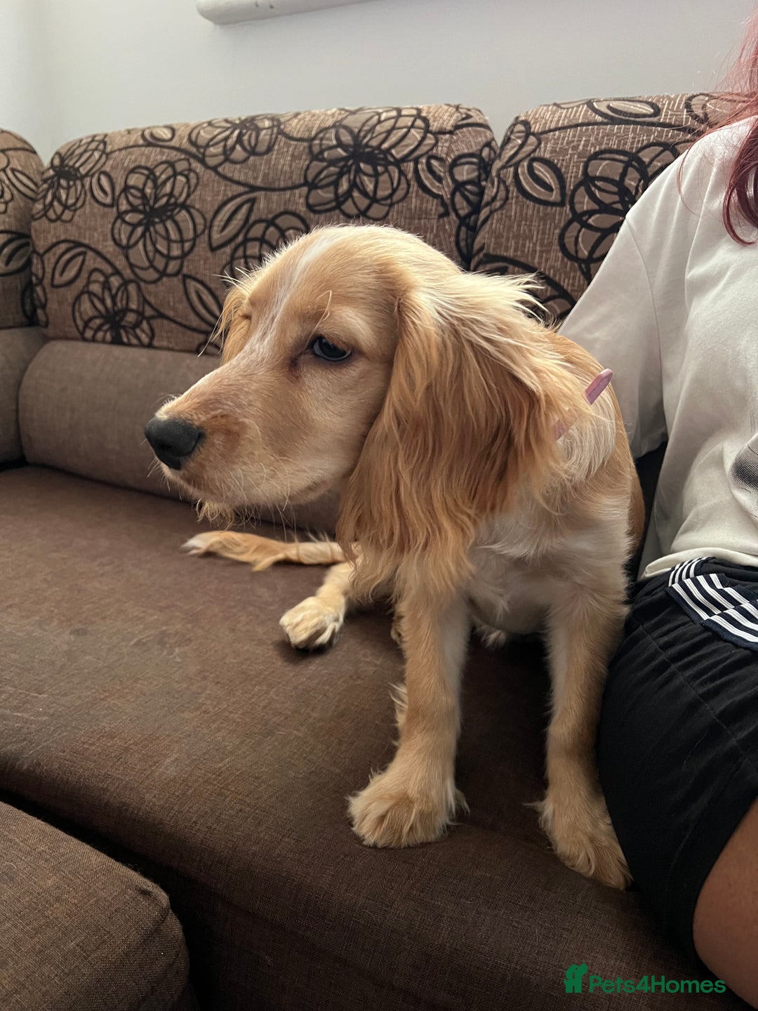 Cocker Spaniel dogs for sale: Female - Image 2