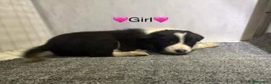 Border Collie Puppy 4
