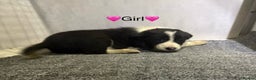 Border Collie dogs for sale: 6 Border Collie Puppies - Advert 3