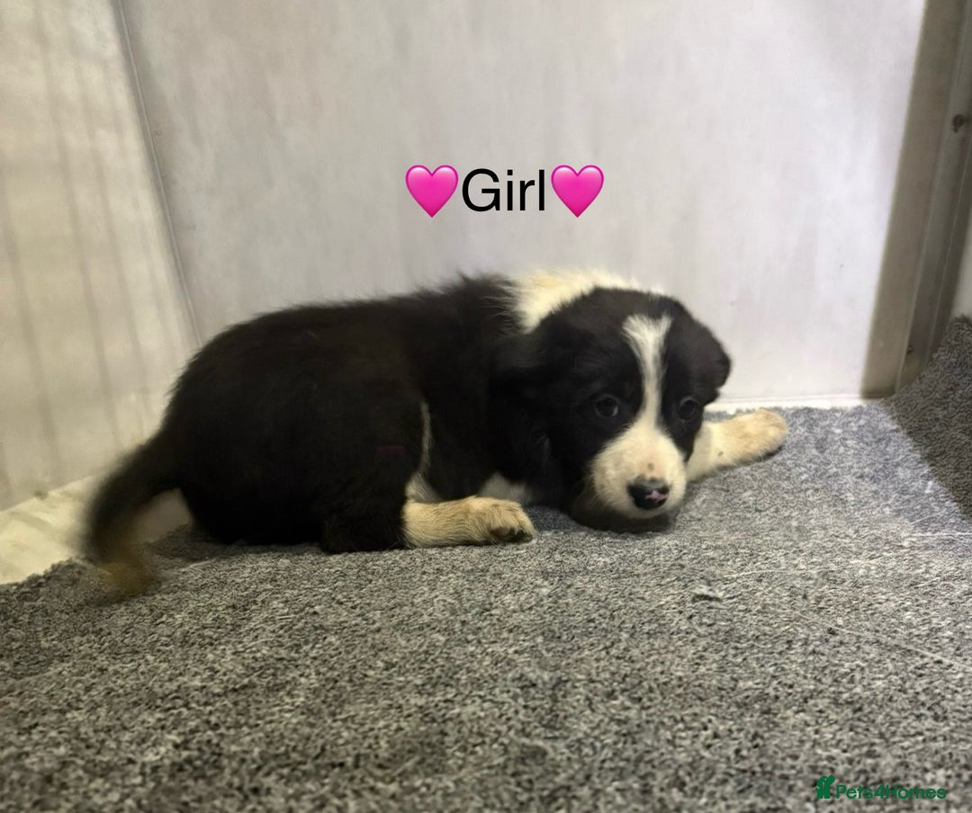 Border Collie dogs for sale: 6 Border Collie Puppies - Advert 3